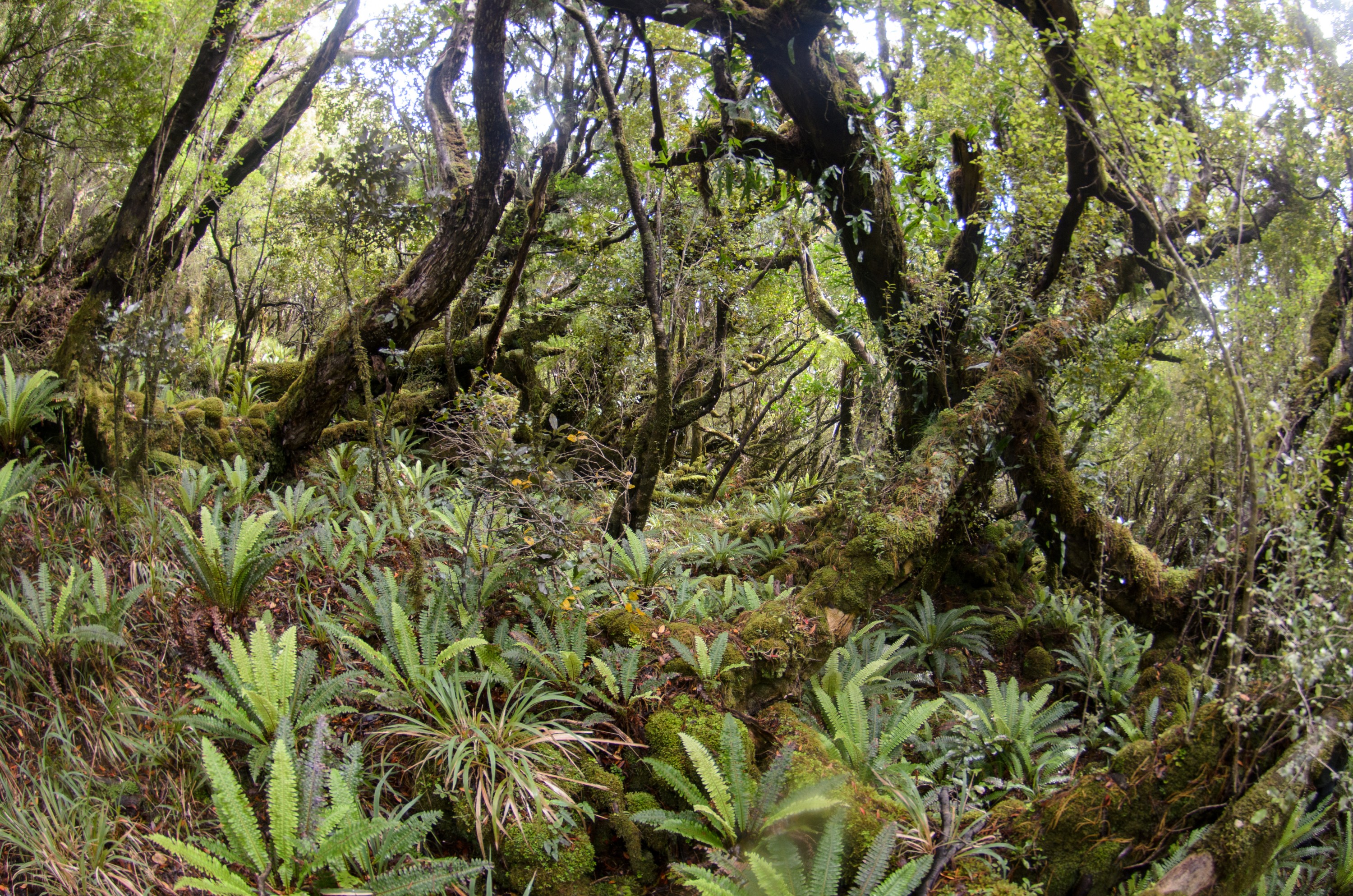 DSC_3091 – Adventure, Crispin, Island, March 2017, National Park, New, New Zealand, Rakiura, South, Stewart, Zealand